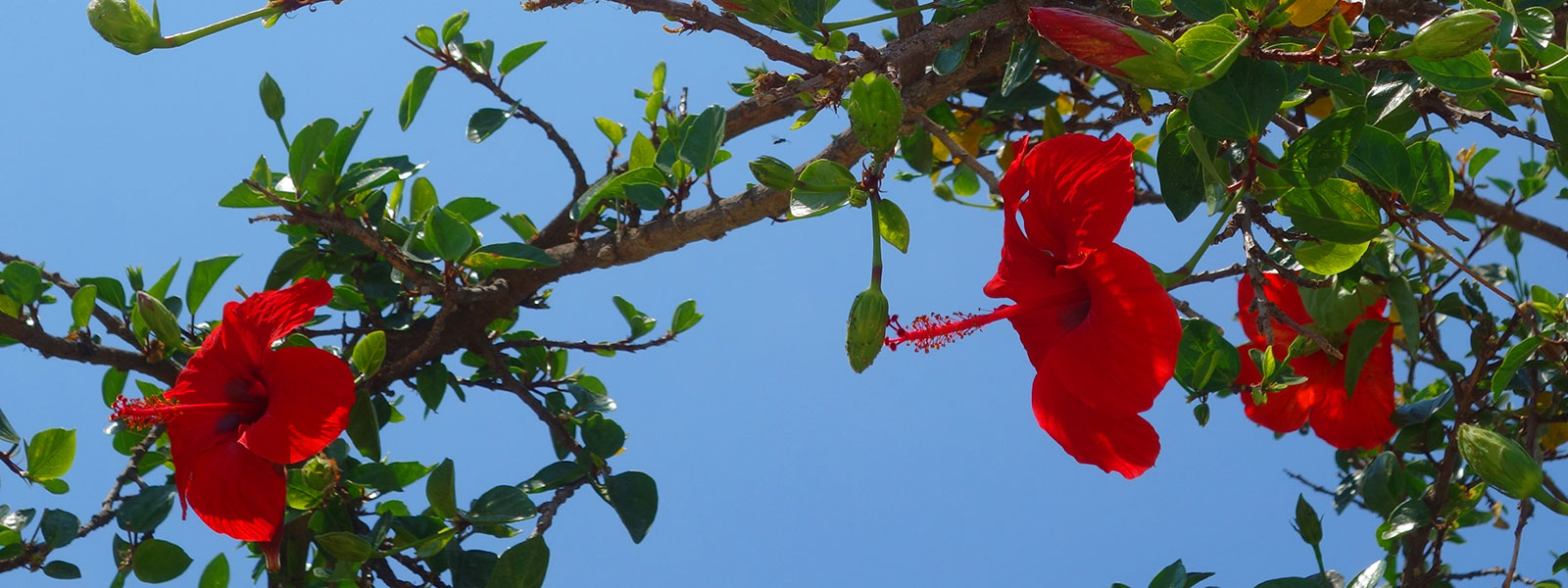 The garden of Aegean harmony